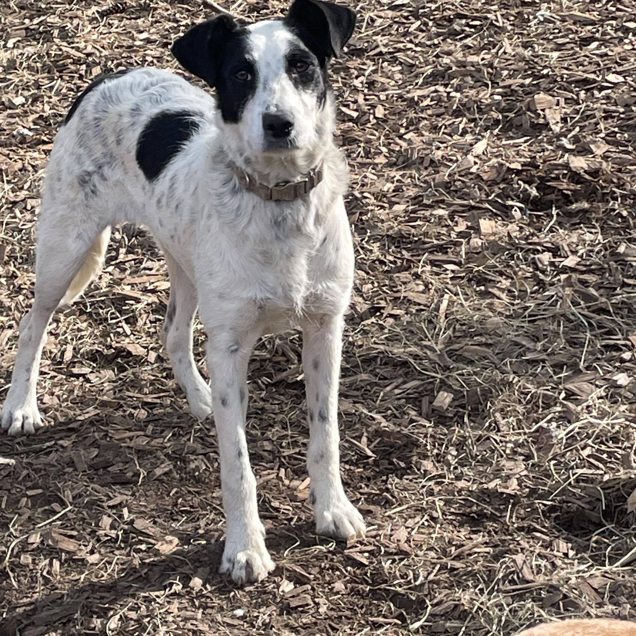 Dolly, Young Female Jack Russell Terrier
