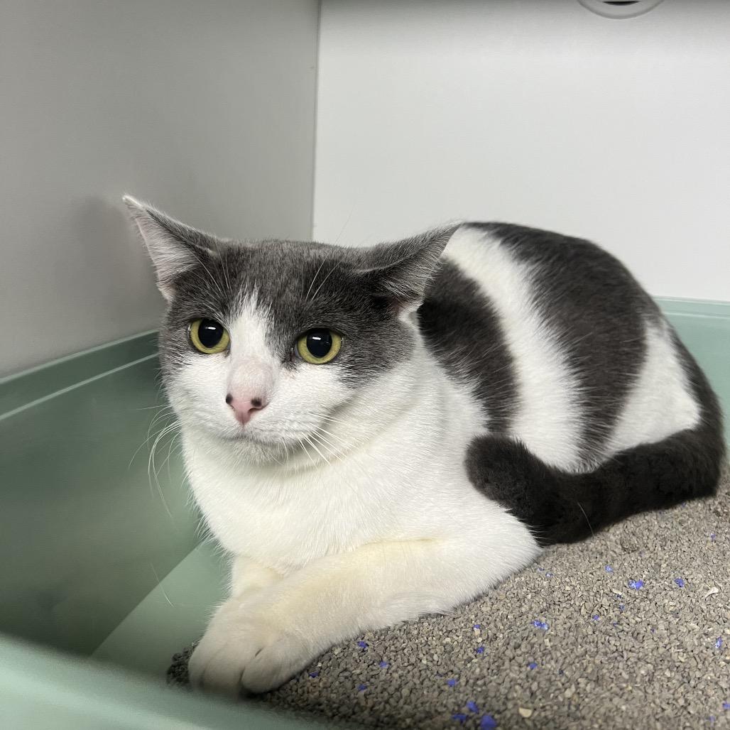 Gwynevere, Adoptable, Adult Female Domestic Short Hair.