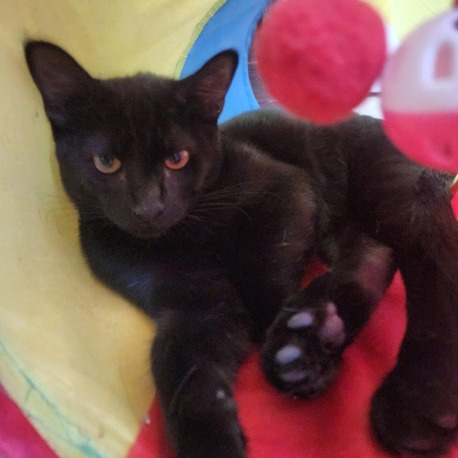 Shani N., Adoptable, Young Male Domestic Short Hair.