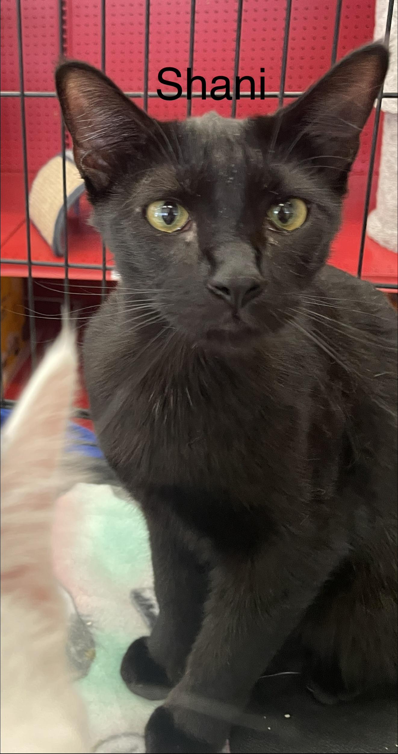 Shani N., a Adoptable Domestic Short Hair in Sacramento, CA image 2/2