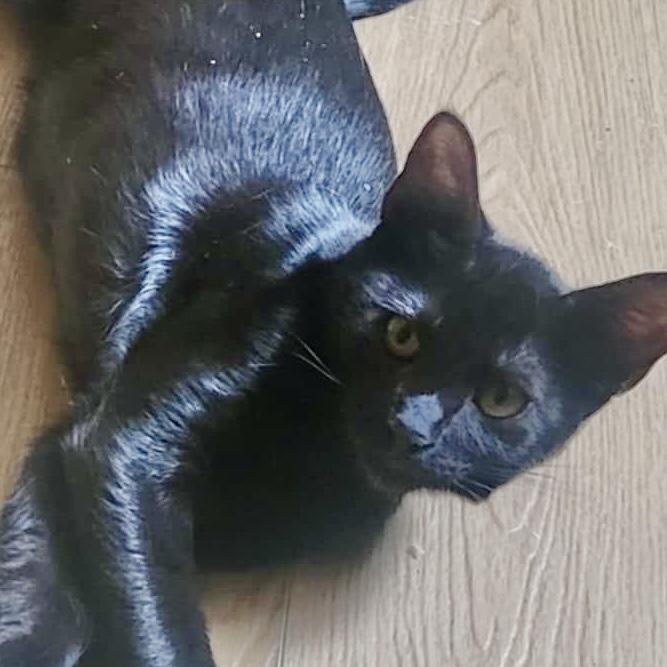 Enlarge Shani N., a Adoptable Domestic Short Hair in Sacramento, CA image 2/2