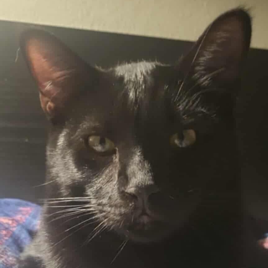 Shani N., Adoptable, Adult Male Domestic Short Hair.