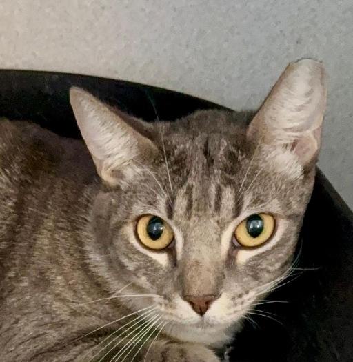 Enlarge Socks, a ADOPTABLE Domestic Short Hair in Winter Haven, FL image 1/2