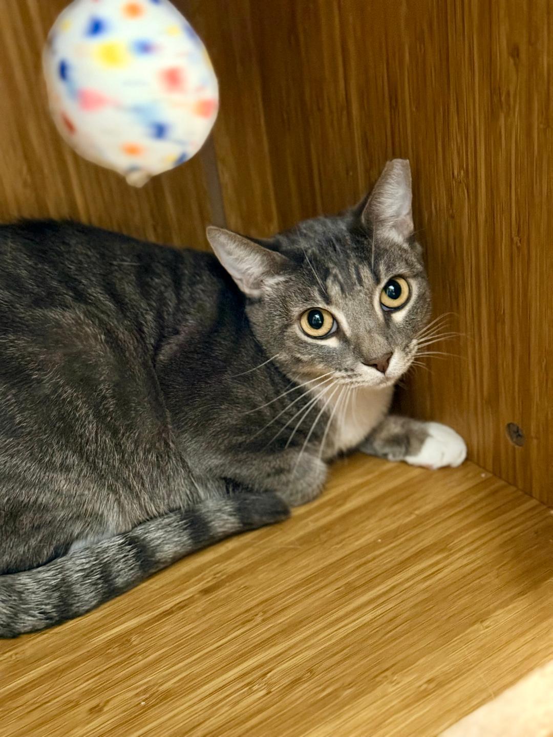 Socks, a ADOPTABLE Domestic Short Hair in Winter Haven, FL image 4/5