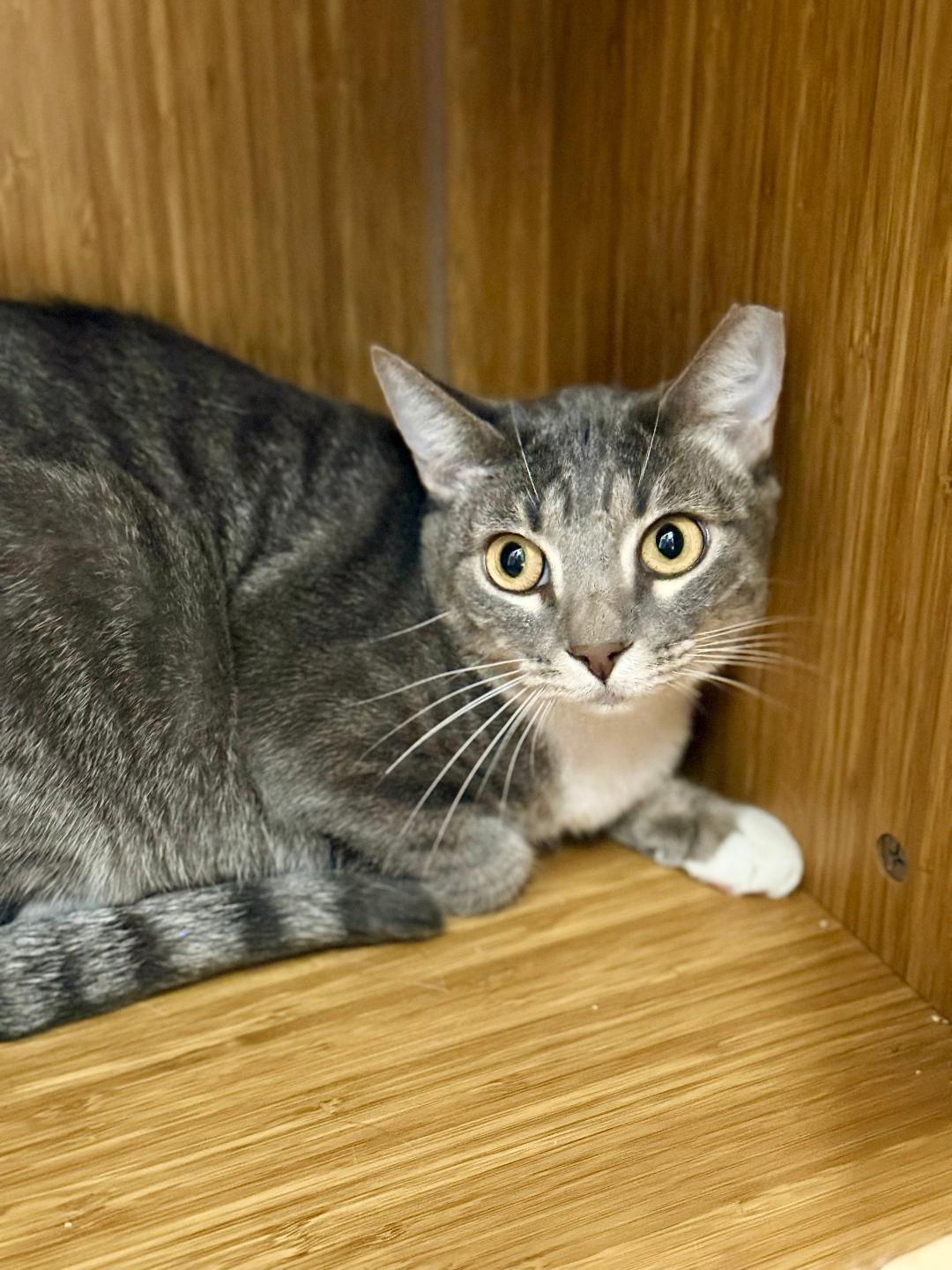 Socks, ADOPTABLE, Young Male Domestic Short Hair.