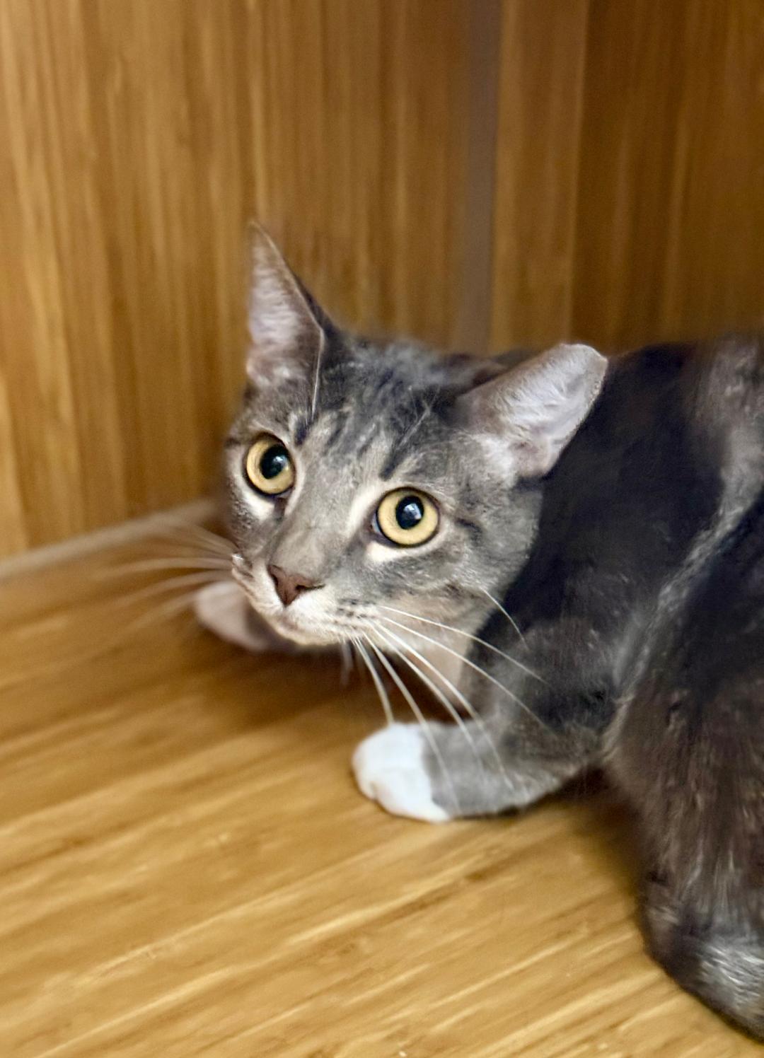 Socks, a ADOPTABLE Domestic Short Hair in Winter Haven, FL image 2/5
