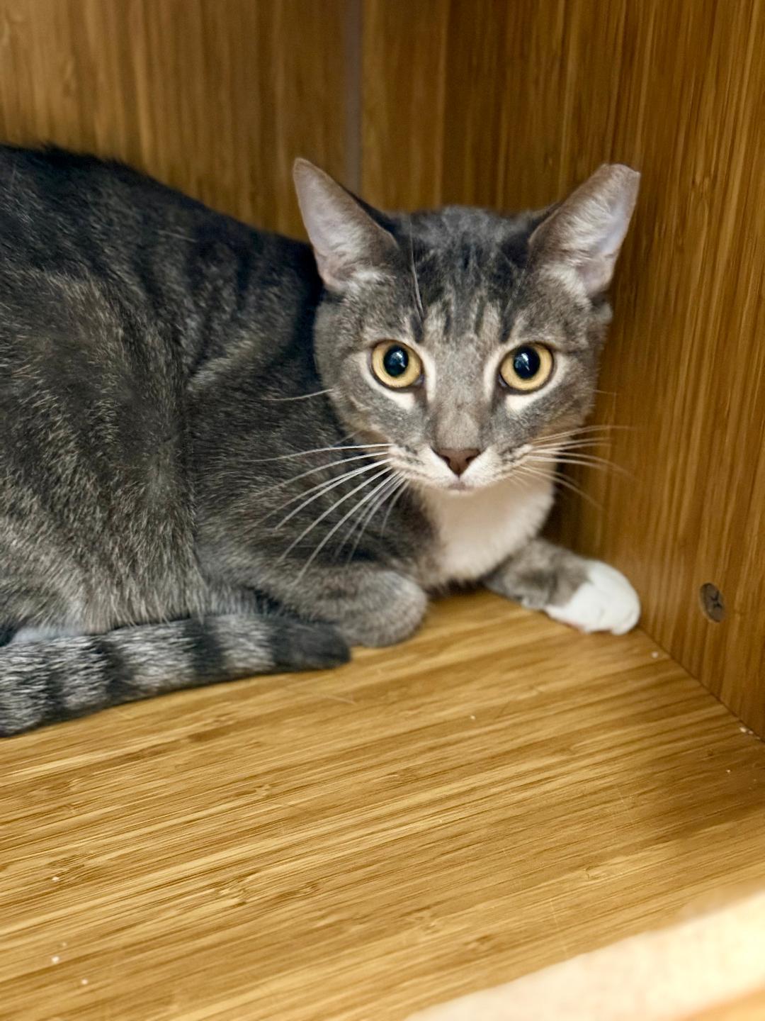 Socks, a ADOPTABLE Domestic Short Hair in Winter Haven, FL image 3/5