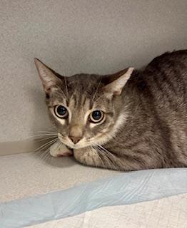 Enlarge Socks, a ADOPTABLE Domestic Short Hair in Winter Haven, FL image 2/2