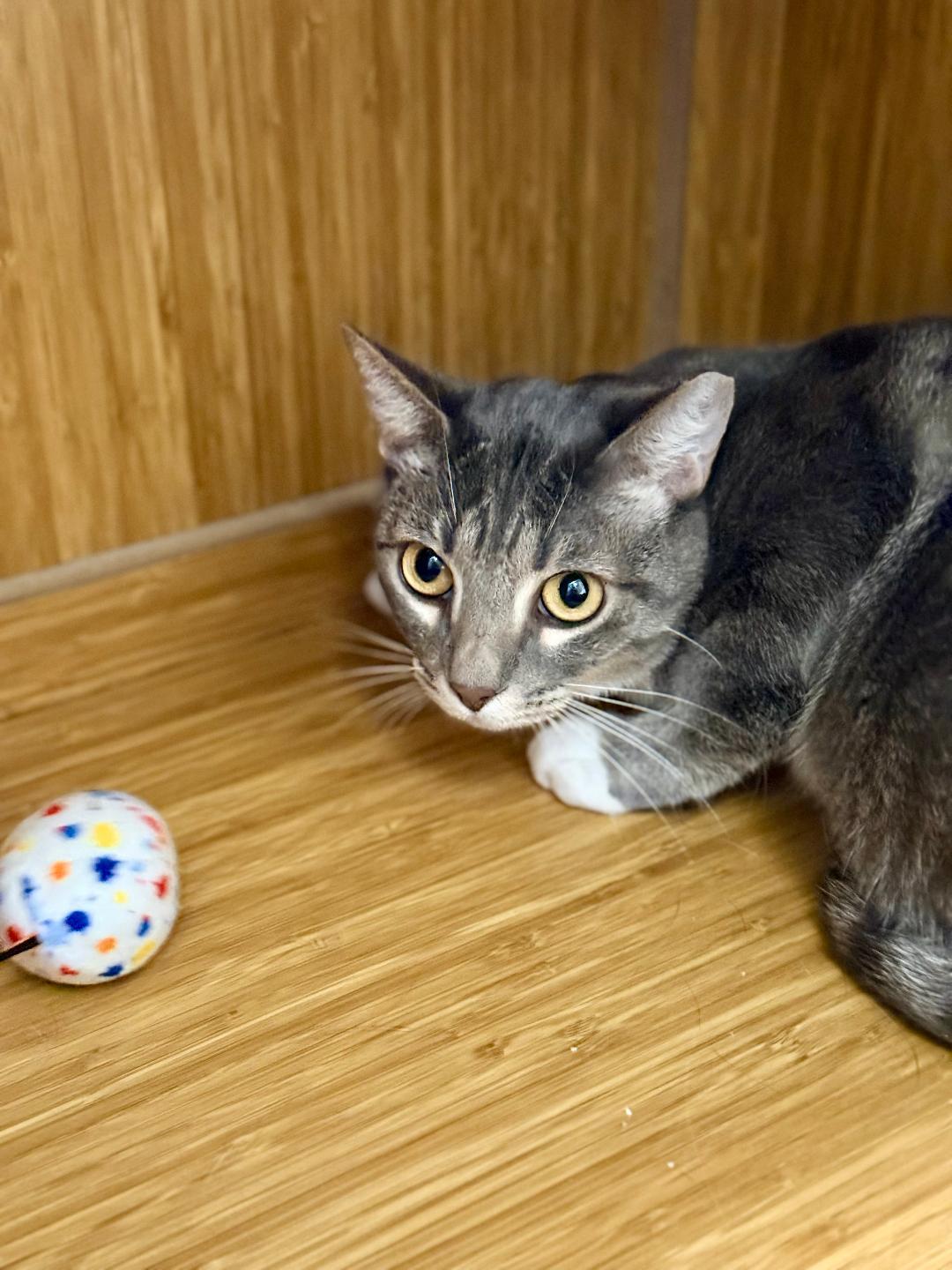 Socks, a ADOPTABLE Domestic Short Hair in Winter Haven, FL image 5/5