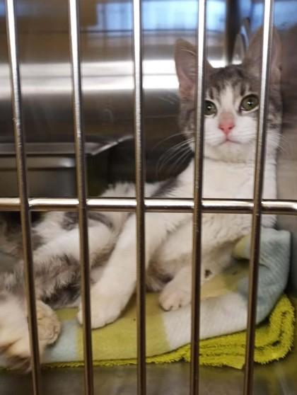 Enlarge Llyr, a Adoptable mixed breed in Waupaca, WI image 1/1