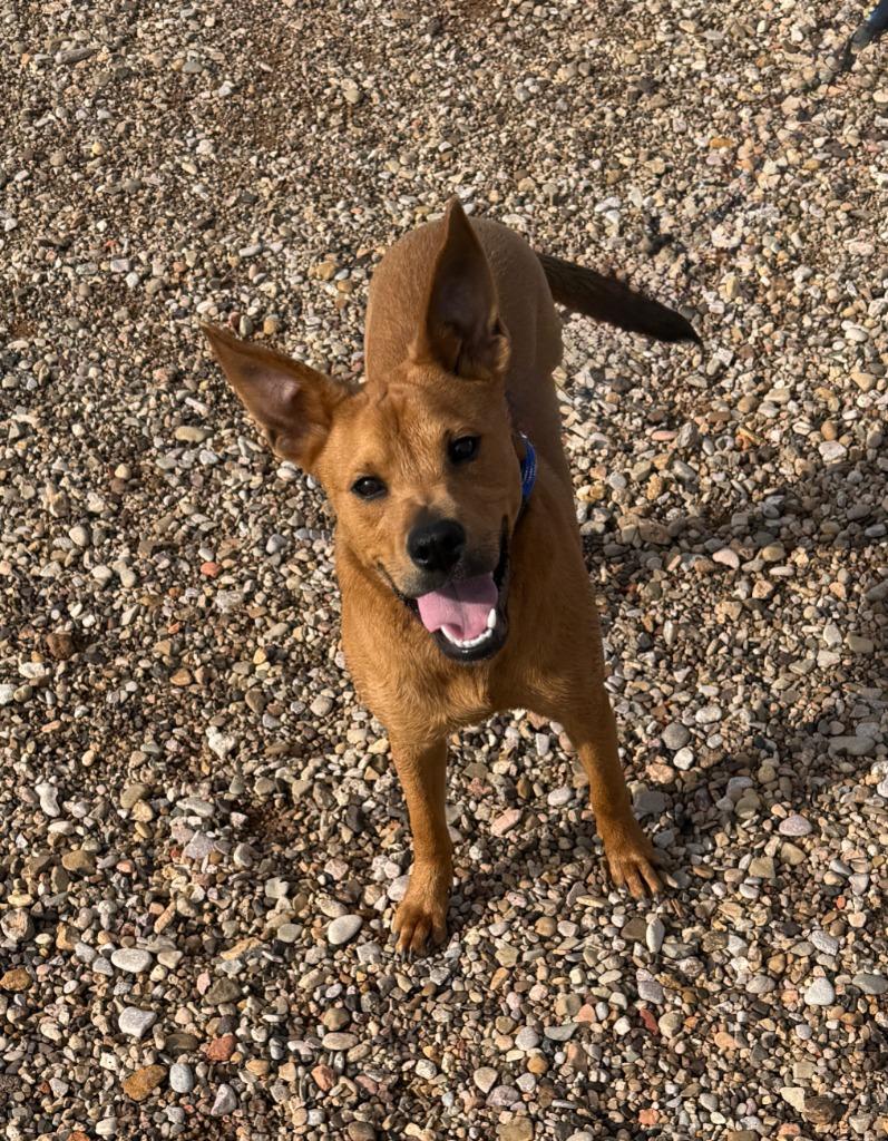 Rayna Sky, Adoptable, Puppy Female Mixed Breed.