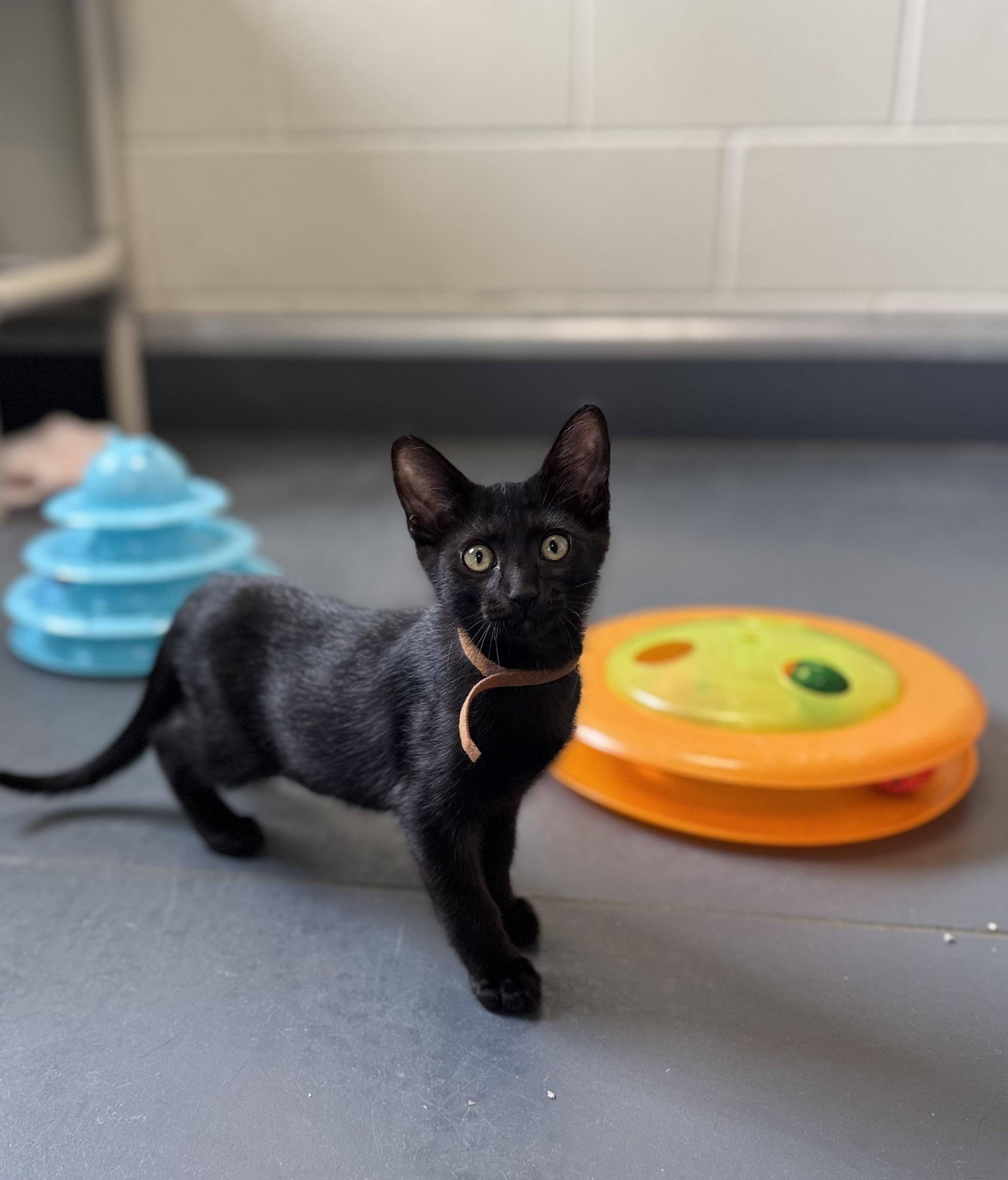 Enlarge Midnight, an adoptable Domestic Short Hair in Eagle, CO image 4/6
