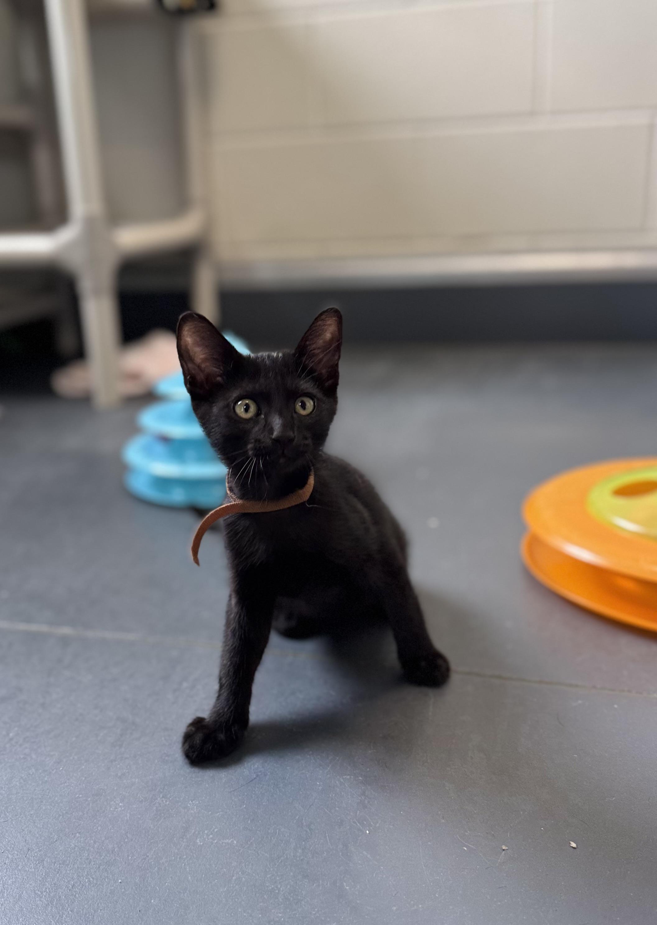 Enlarge Midnight, an adoptable Domestic Short Hair in Eagle, CO image 1/6