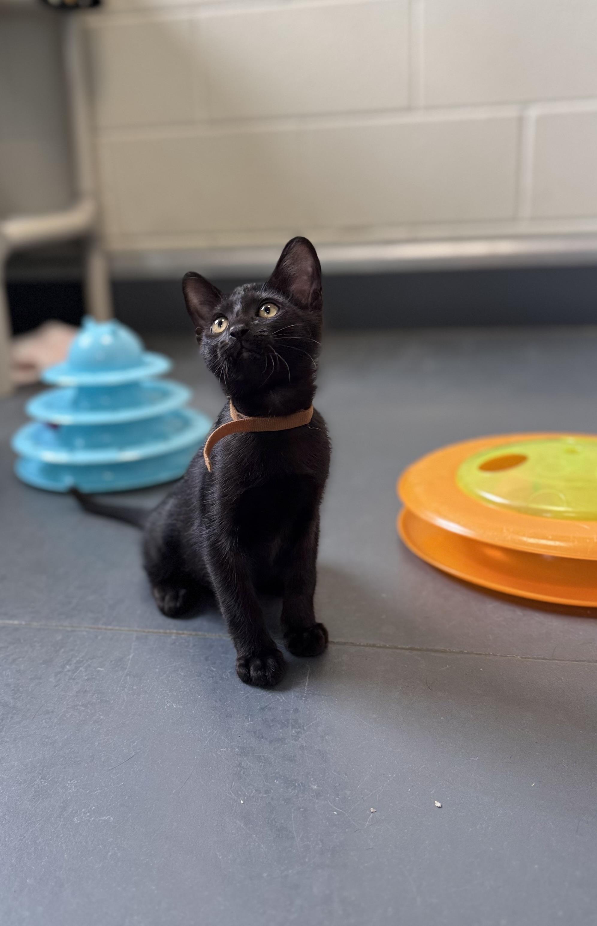 Enlarge Midnight, an adoptable Domestic Short Hair in Eagle, CO image 2/6