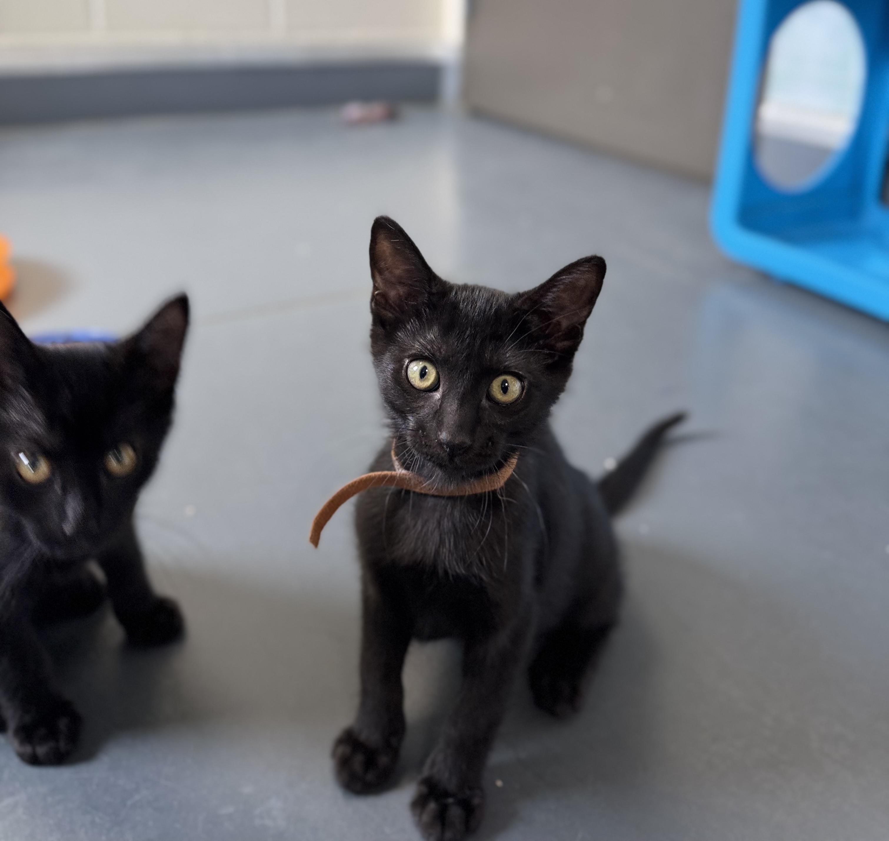 Enlarge Midnight, an adoptable Domestic Short Hair in Eagle, CO image 6/6