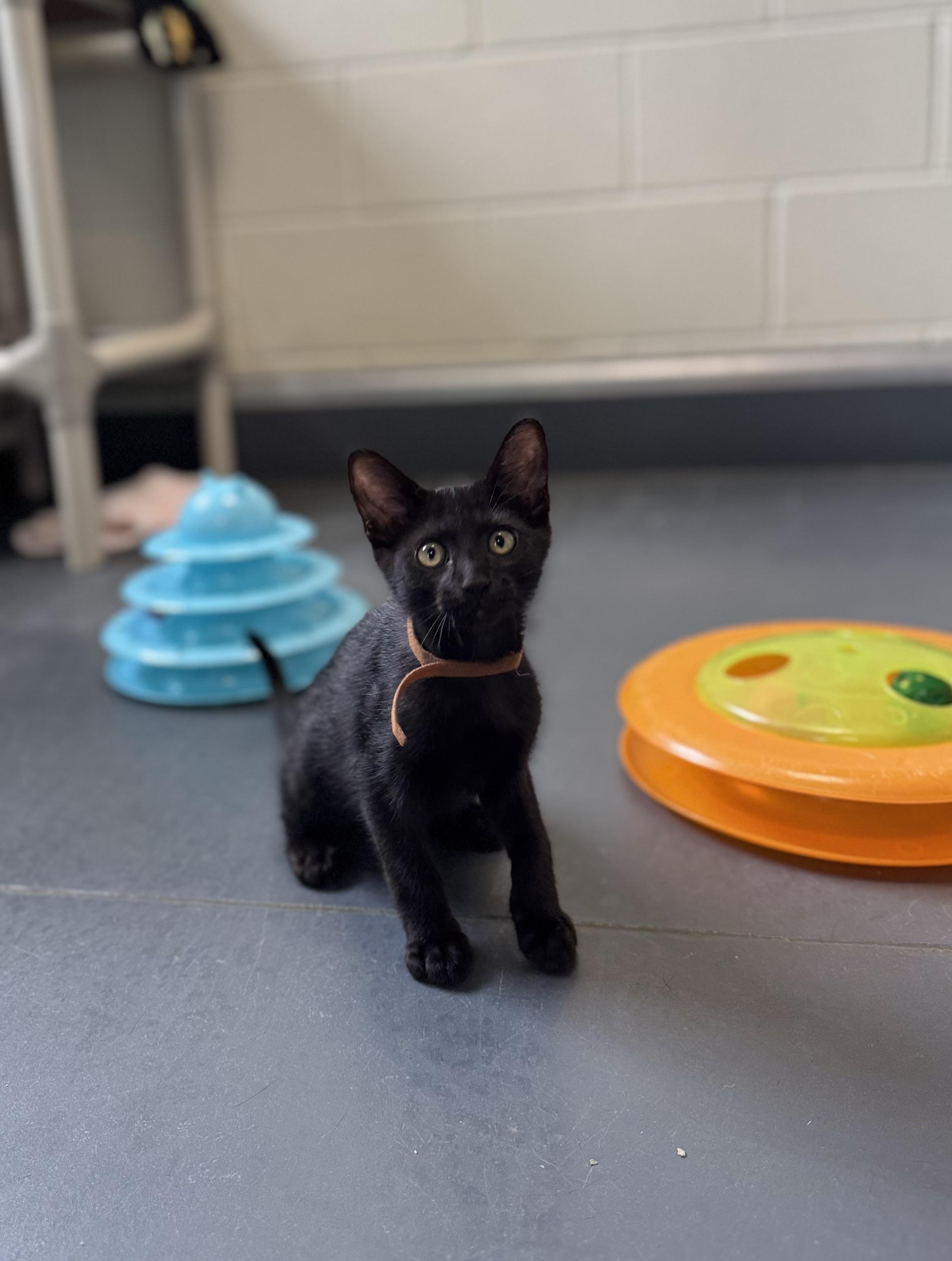 Enlarge Midnight, an adoptable Domestic Short Hair in Eagle, CO image 3/6