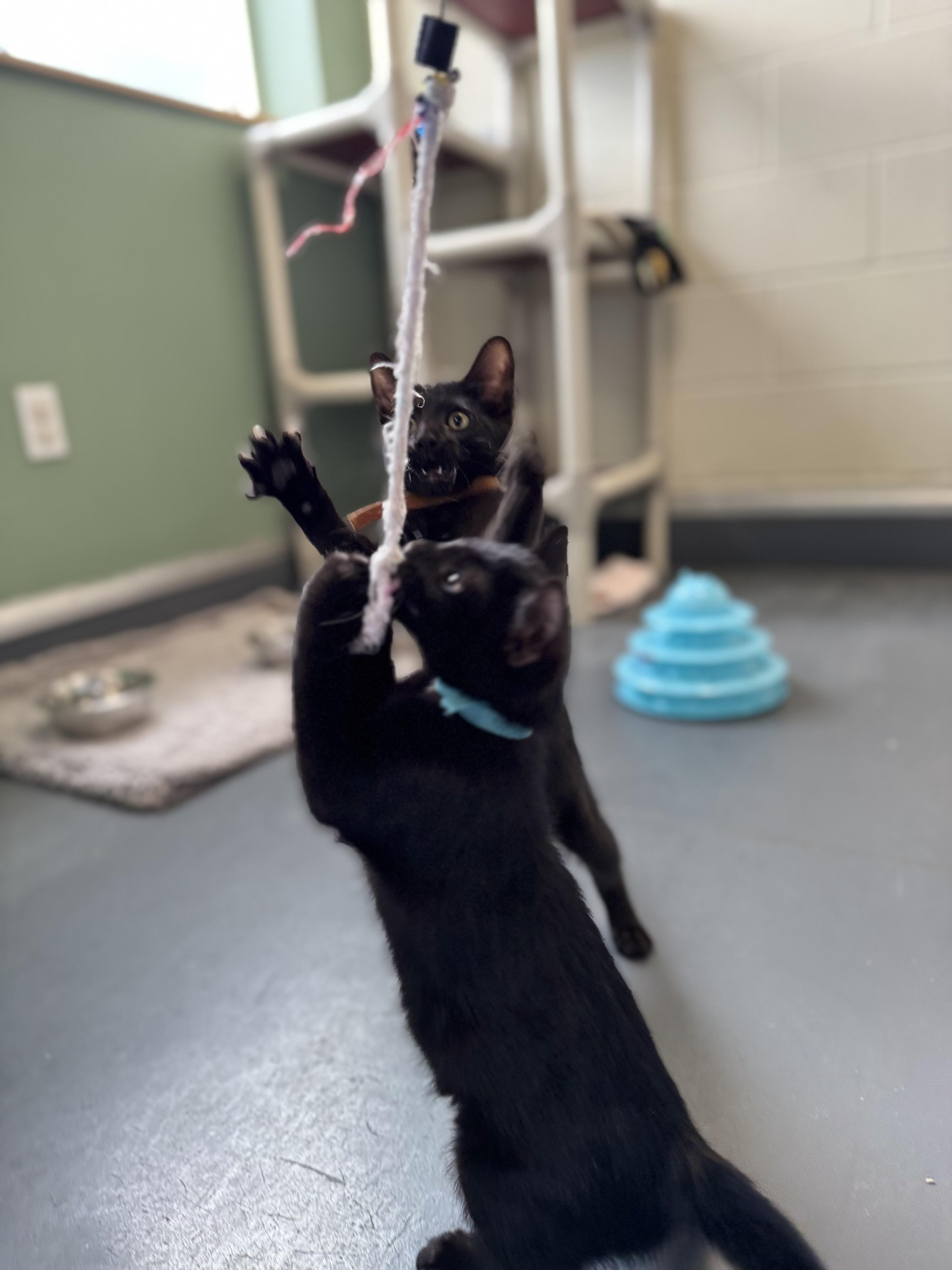 Enlarge Midnight, an adoptable Domestic Short Hair in Eagle, CO image 5/6