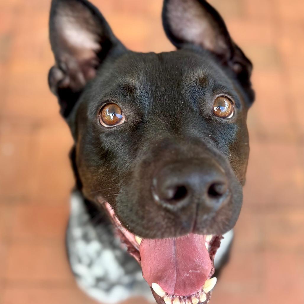 Oreo, Adoptable, Adult Male Mixed Breed.