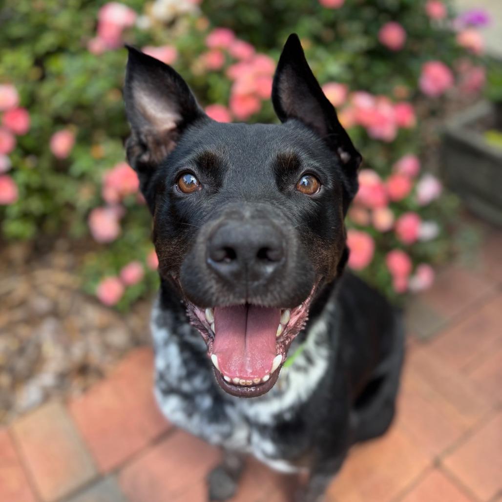 Enlarge Oreo, a Adoptable Mixed Breed in Winston-Salem, NC image 2/6