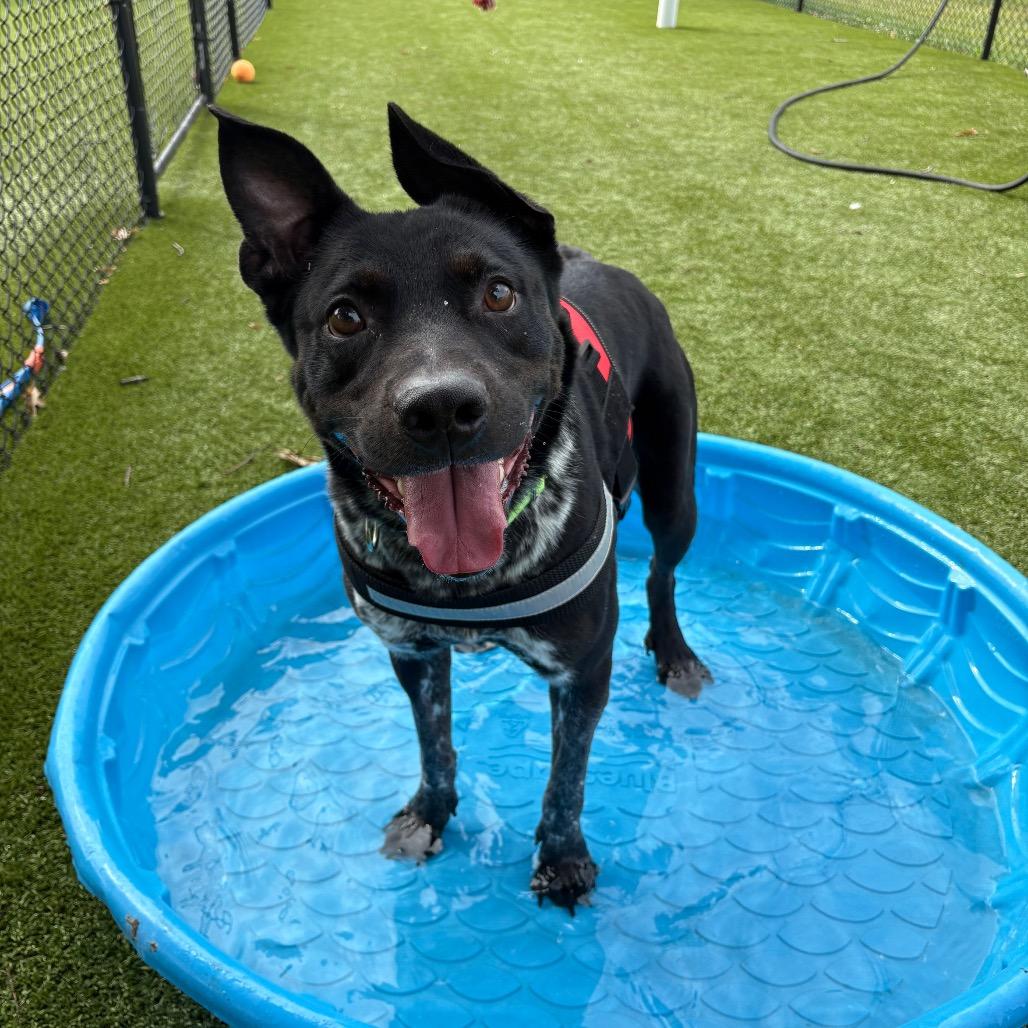 Oreo, Adoptable, Adult Male Mixed Breed.