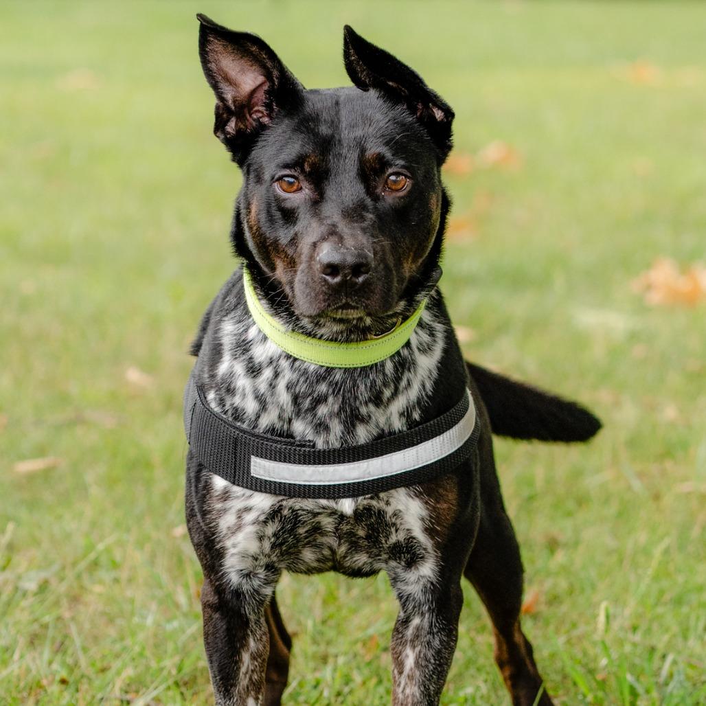Oreo, a Adoptable Mixed Breed in Winston-Salem, NC image 2/4
