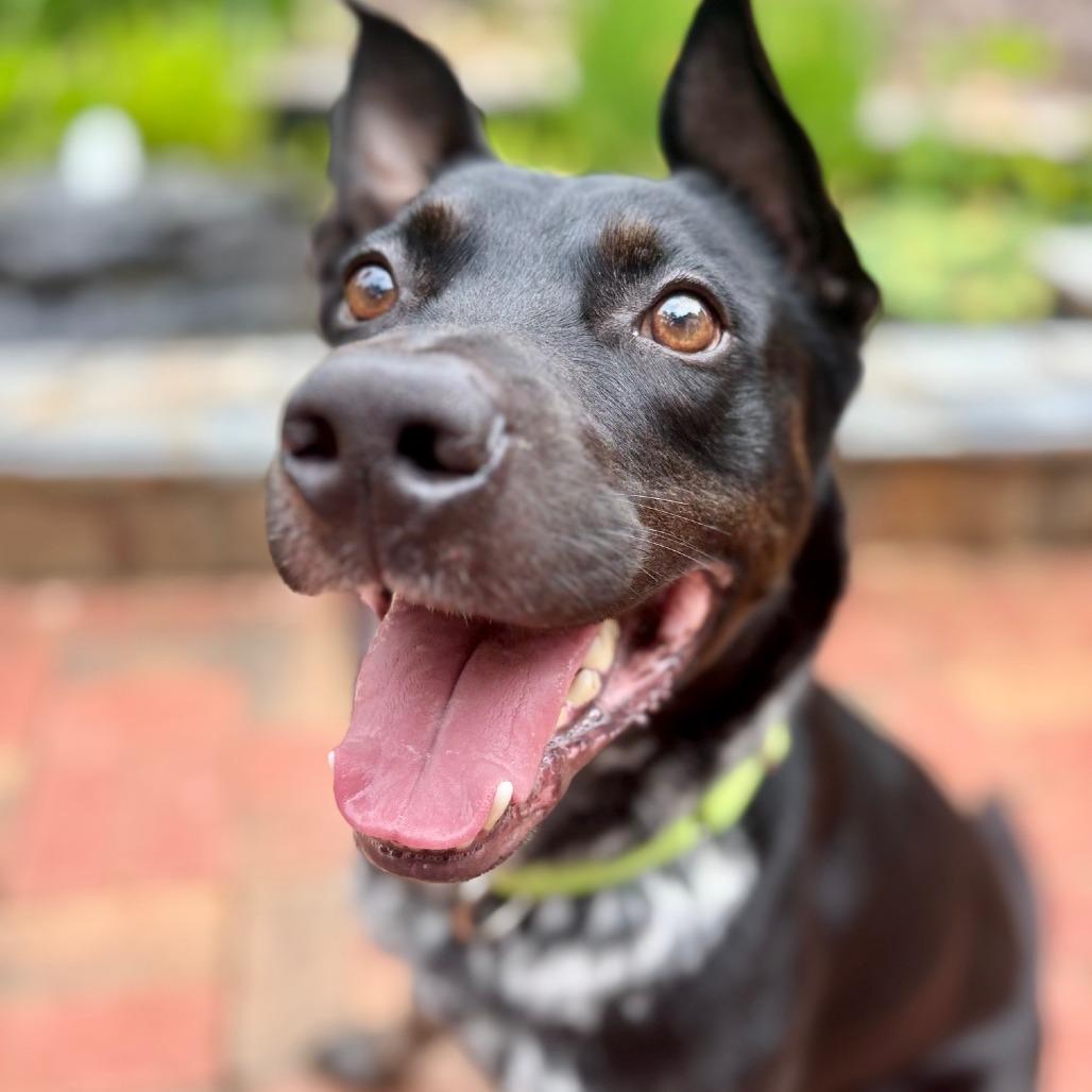 Enlarge Oreo, a Adoptable Mixed Breed in Winston-Salem, NC image 5/6