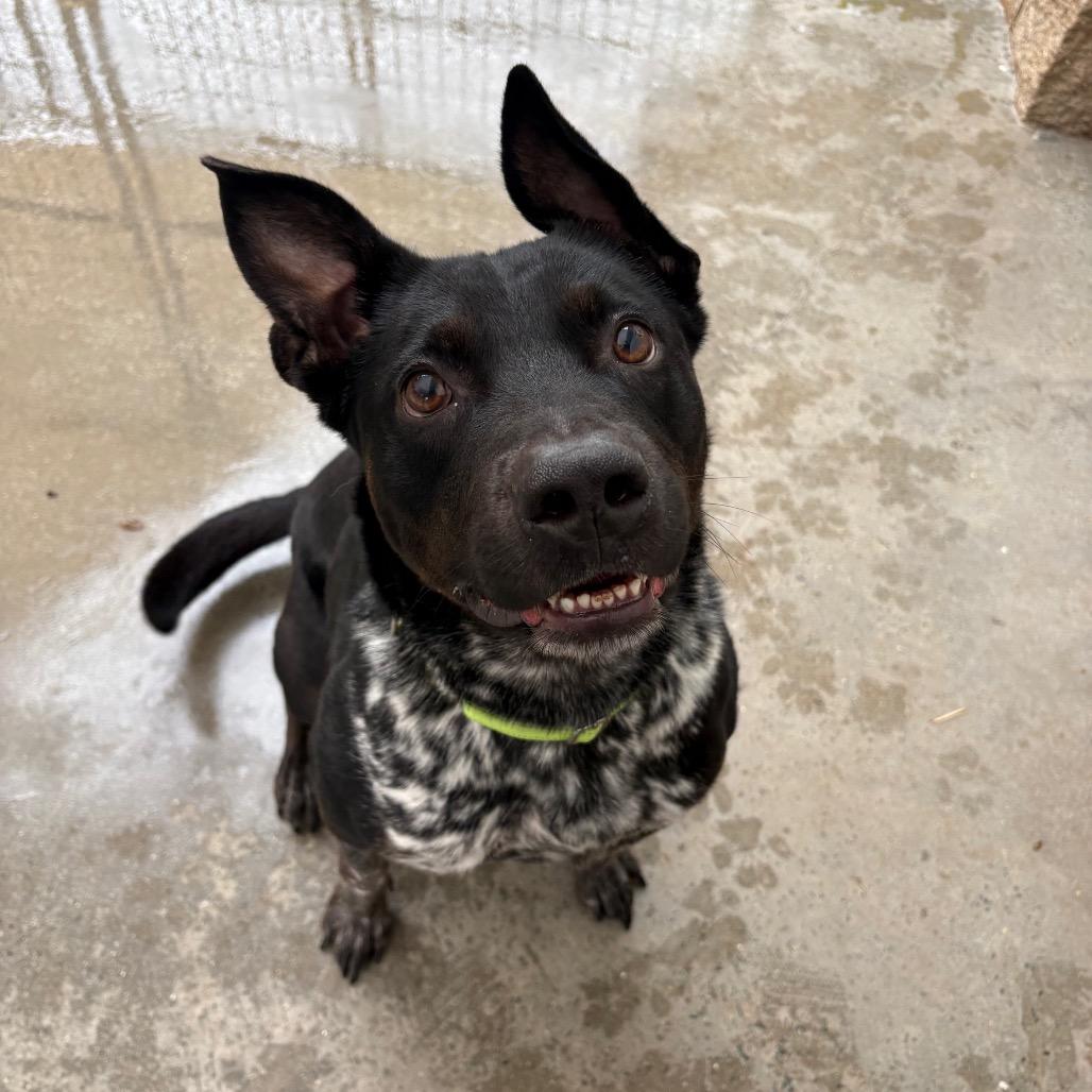 Oreo, a Adoptable Mixed Breed in Winston-Salem, NC image 3/4