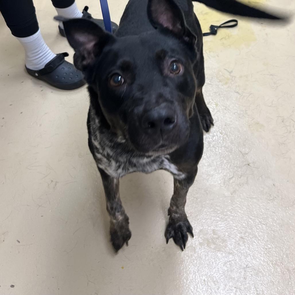 Oreo, Adoptable, Adult Male Mixed Breed.