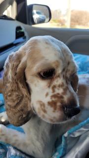 Enlarge Panda now called Parker -Adopted, an adopted Cocker Spaniel in Kannapolis, NC image 5/5