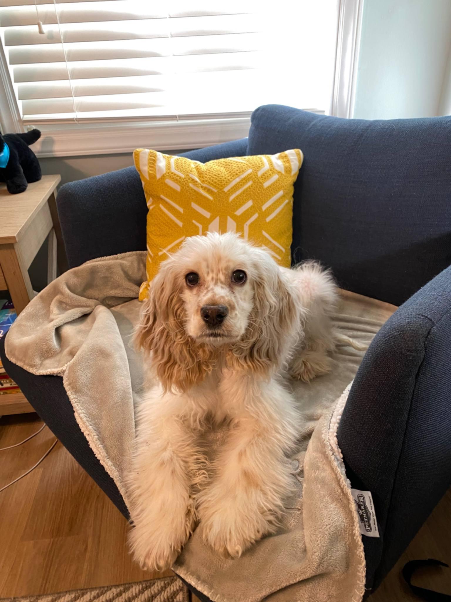 Enlarge Panda now called Parker -Adopted, an adopted Cocker Spaniel in Kannapolis, NC image 1/5