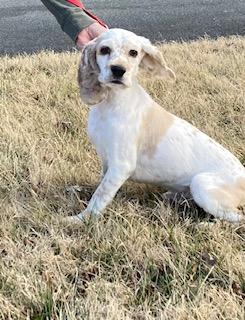 Enlarge Panda now called Parker -Adopted, an adopted Cocker Spaniel in Kannapolis, NC image 2/5
