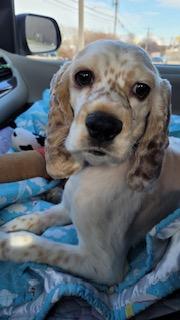 Enlarge Panda now called Parker -Adopted, an adopted Cocker Spaniel in Kannapolis, NC image 4/5