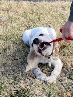 Enlarge Panda now called Parker -Adopted, an adopted Cocker Spaniel in Kannapolis, NC image 3/5