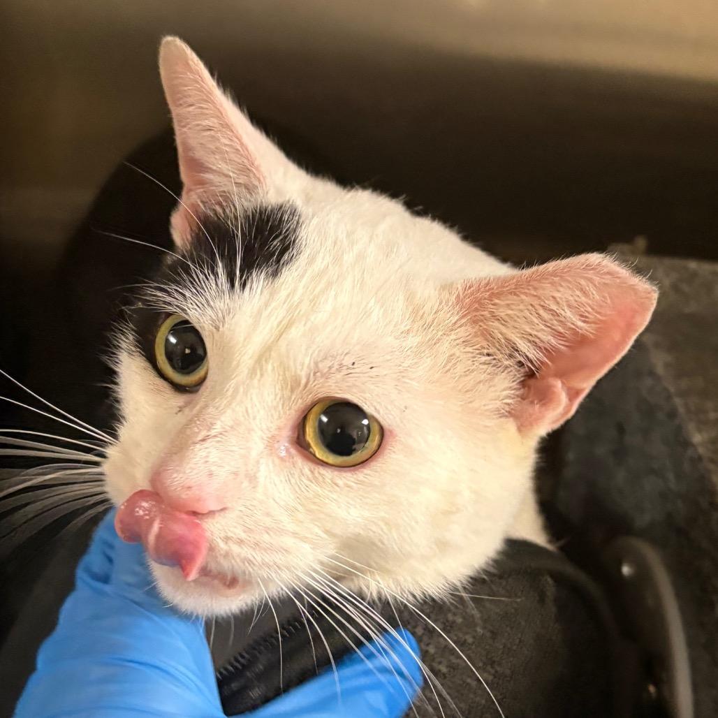 Zoro, Adoptable, Adult Male Domestic Short Hair.