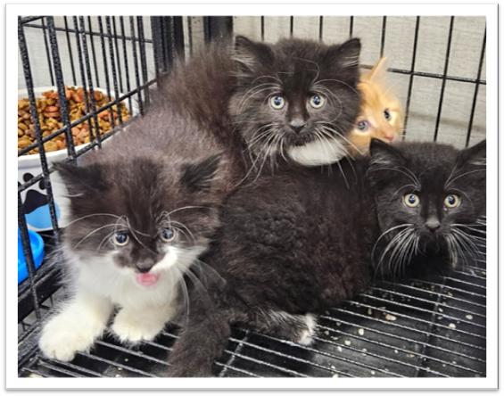 3 Kitties, Adopted, Kitten Male Domestic Medium Hair.