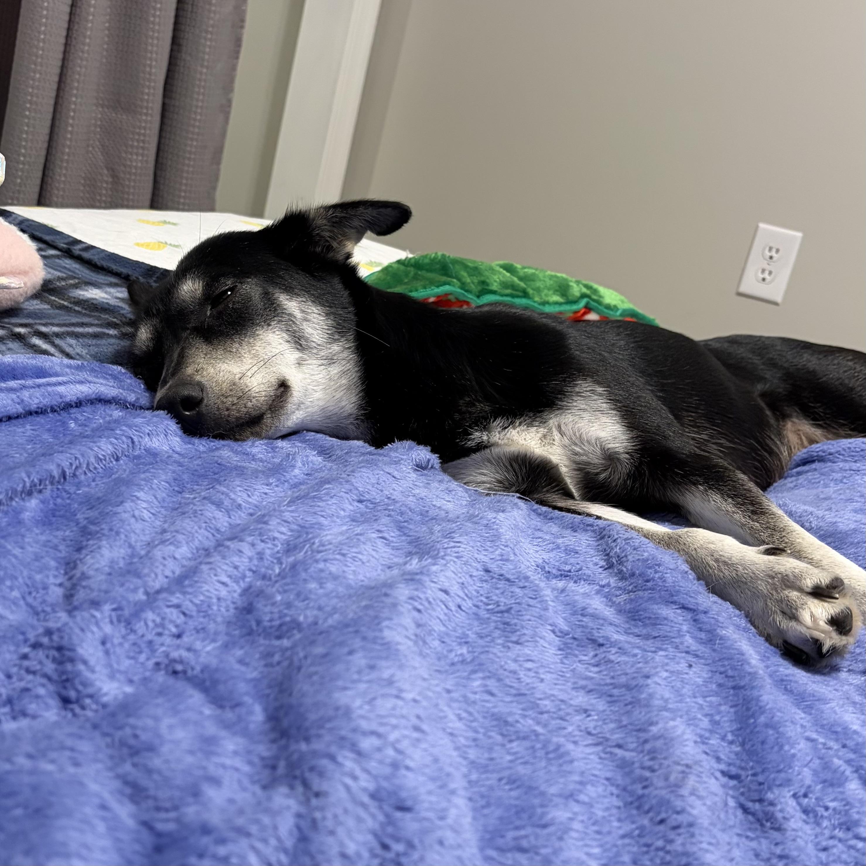 Sophie — thumbnail 2