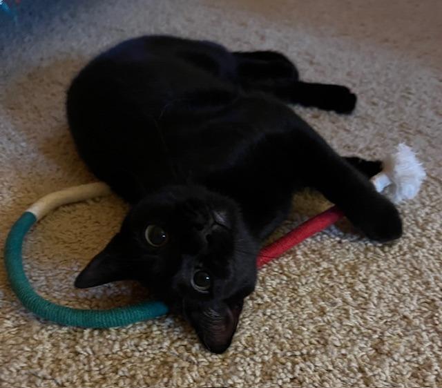 Nectar25, Adoptable, Young Female Domestic Short Hair.