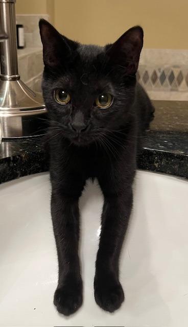 Enlarge Nectar25, a Adoptable mixed breed in Youngsville, NC image 2/4