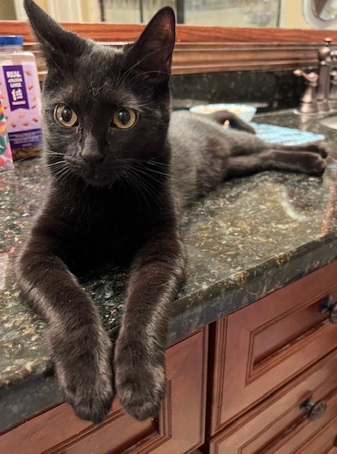 Enlarge Nectar25, a Adoptable mixed breed in Youngsville, NC image 3/4