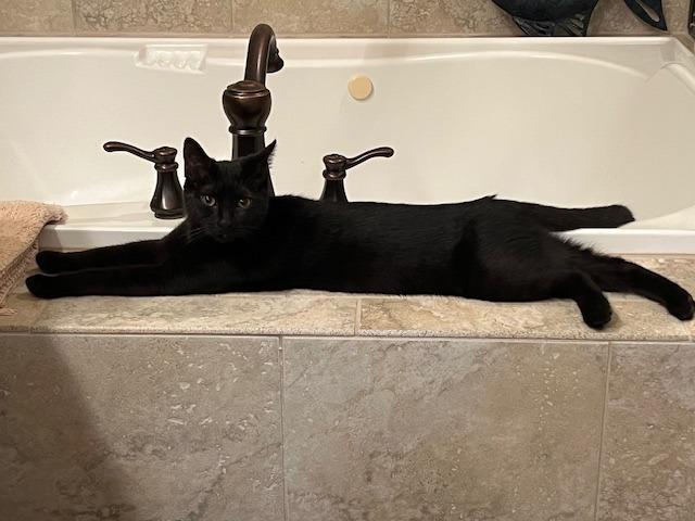 Enlarge Nectar25, a Adoptable mixed breed in Youngsville, NC image 4/4