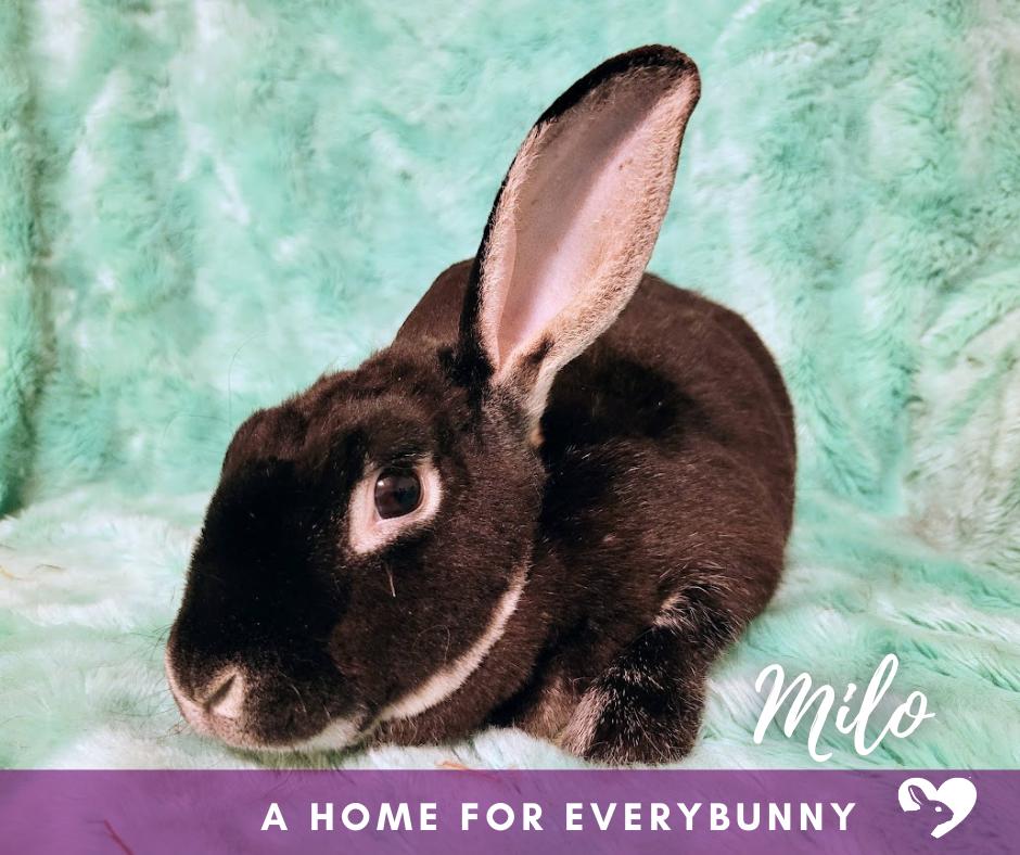 Milo, ADOPTABLE, Senior Male Rex.