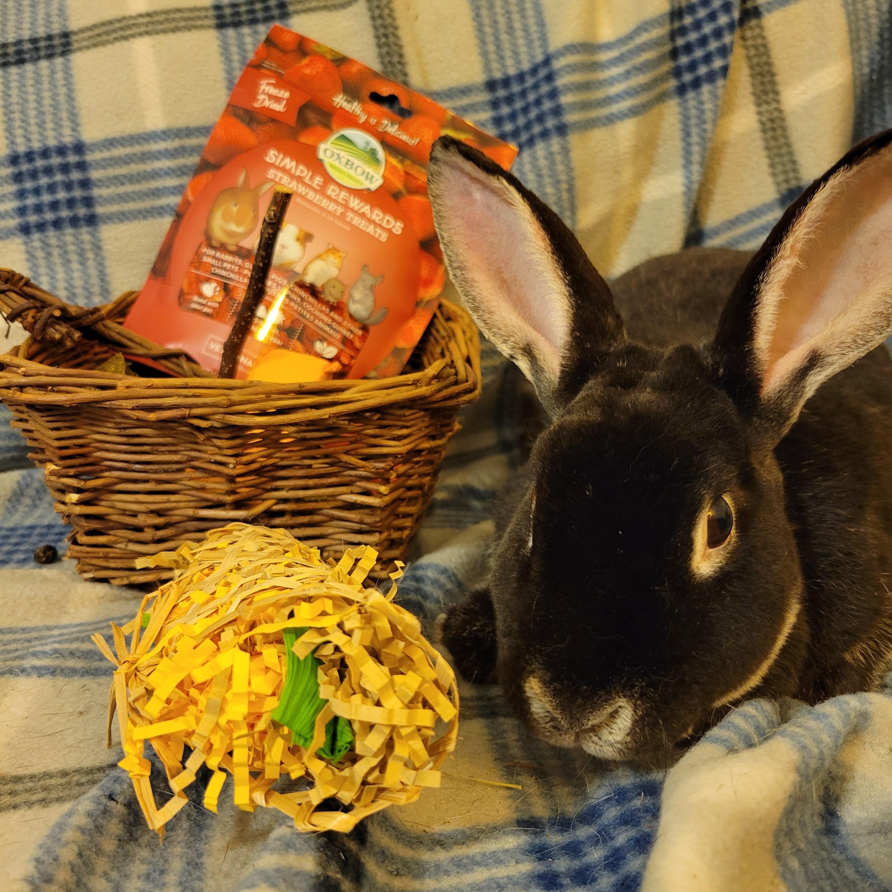 Milo, a ADOPTABLE Rex in Ames, IA image 2/3