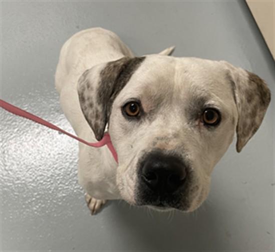 CELERY, Adoptable, Adult Male Beagle & Pit Bull Terrier.