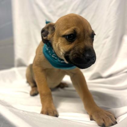 Earl Grey, Adoptable, Young Male Mixed Breed & Mixed Breed.
