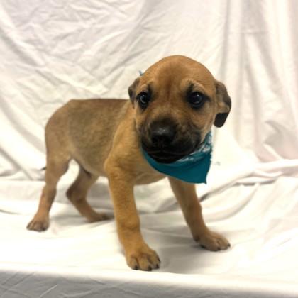 Enlarge Earl Grey, a Adoptable mixed breed in Columbus, OH image 2/2