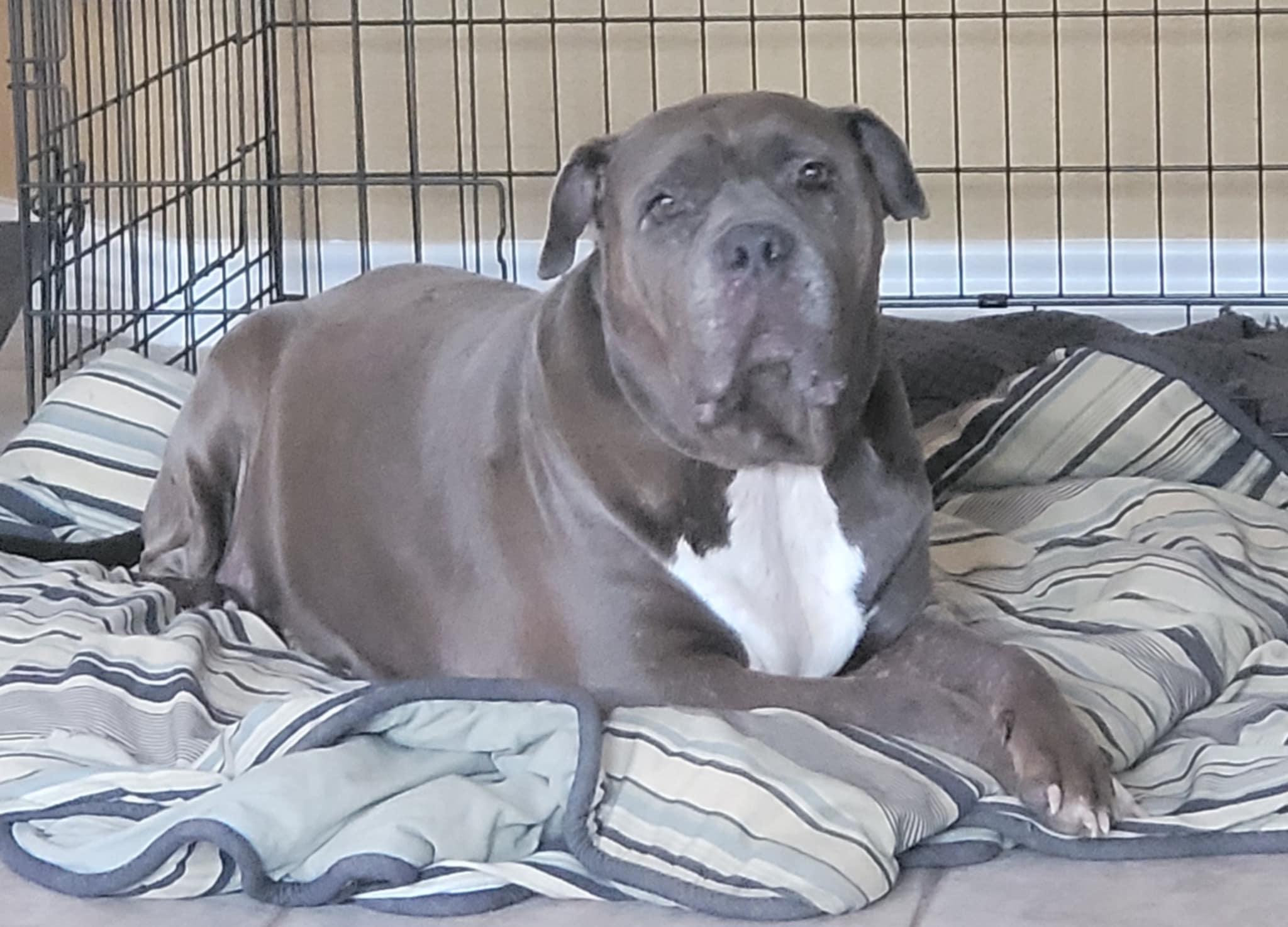 Sassy, an adoptable Bullmastiff in Mico, TX, 78056 | Photo Image 4