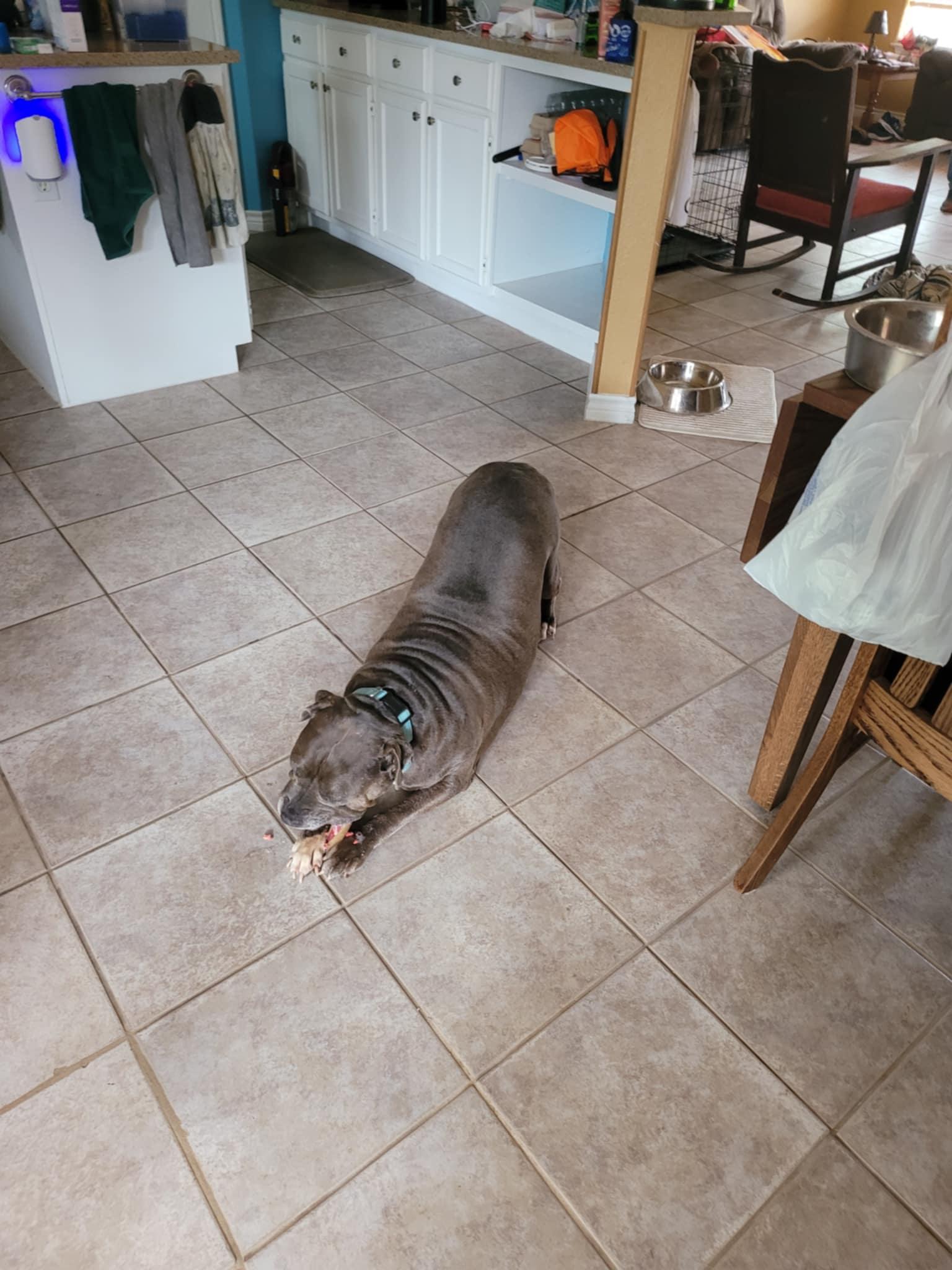 Sassy, an adoptable Bullmastiff in Mico, TX, 78056 | Photo Image 3