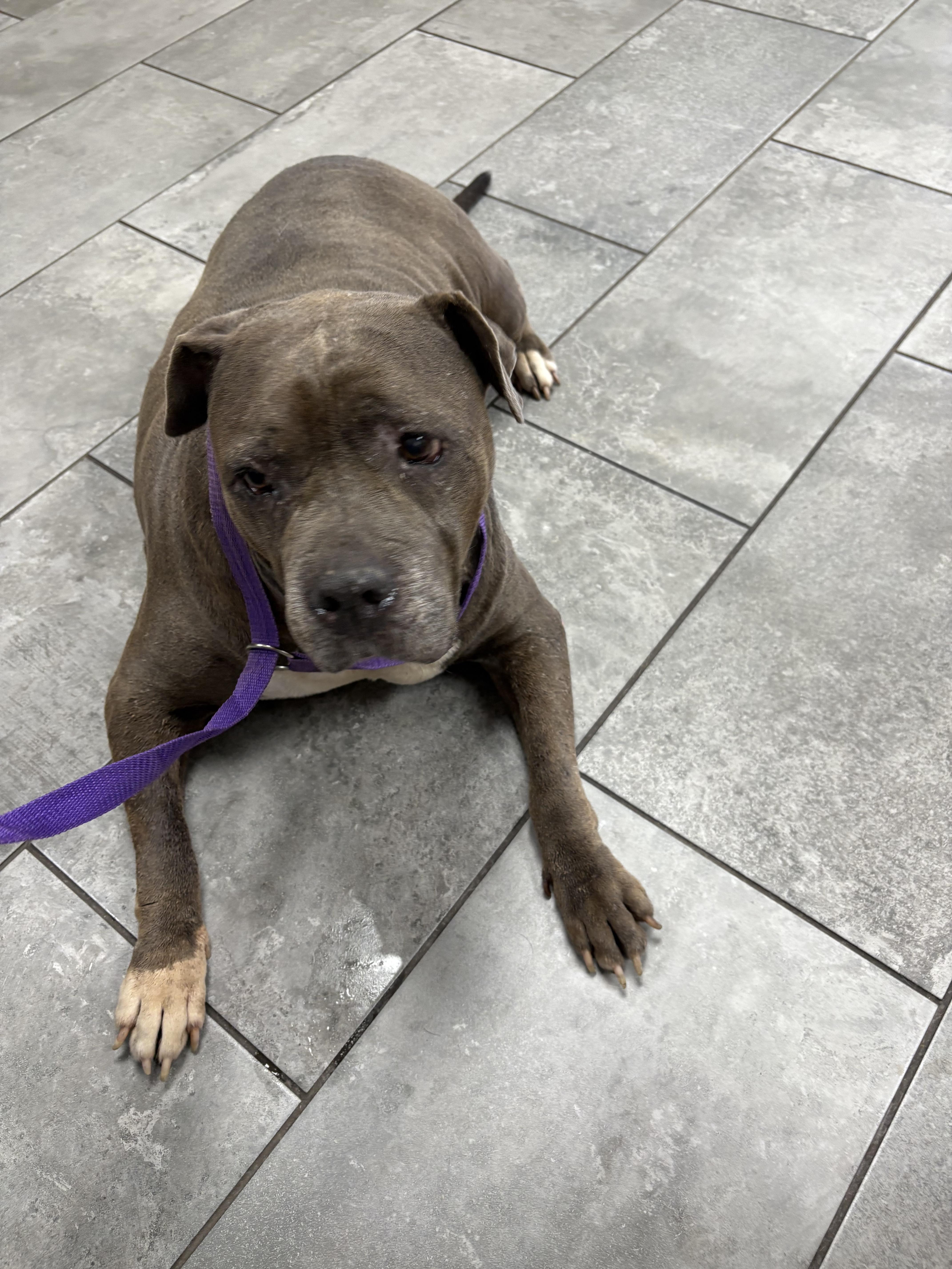 Sassy, an adoptable Bullmastiff in Mico, TX, 78056 | Photo Image 5