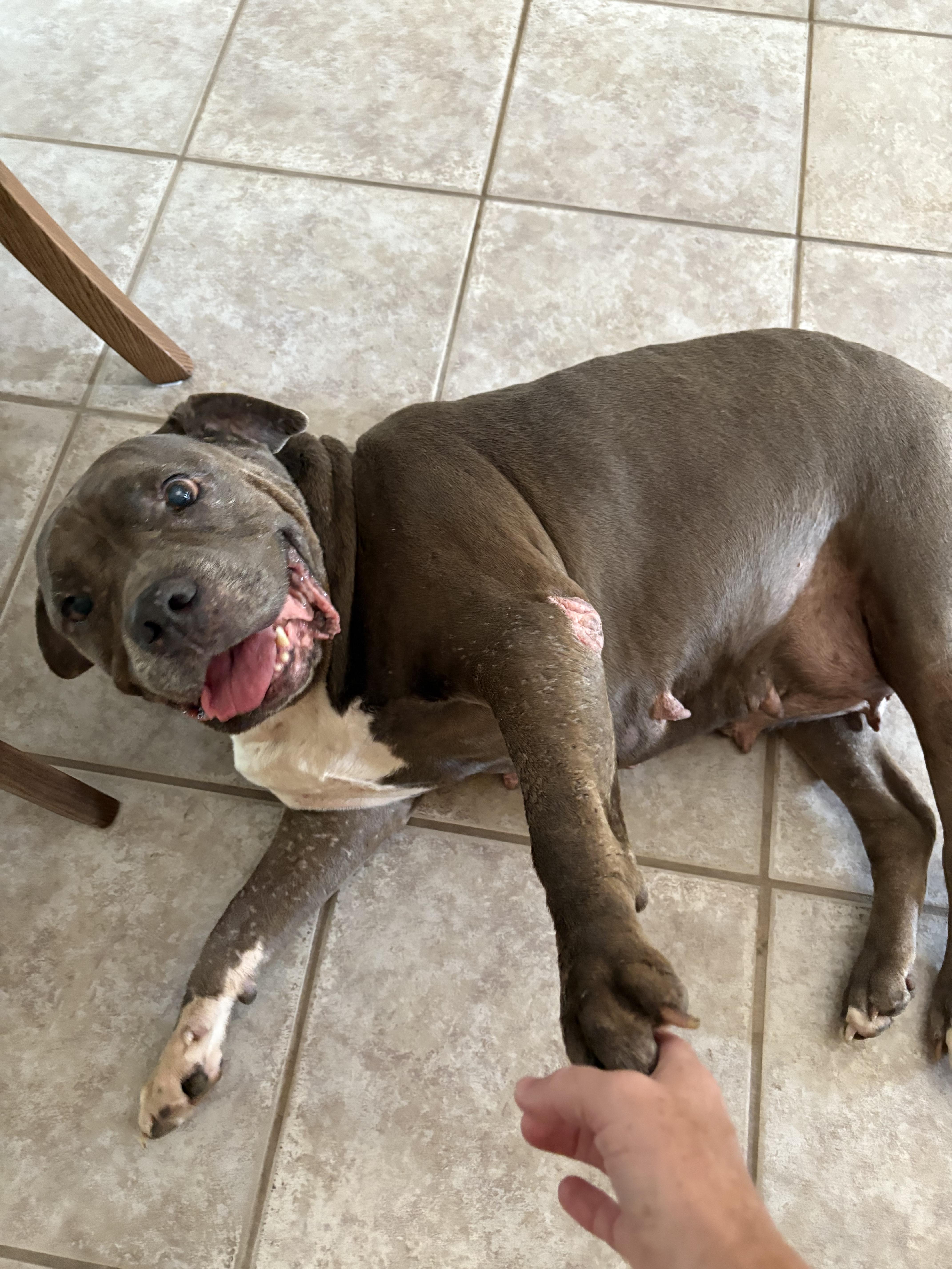 Sassy, an adoptable Bullmastiff in Mico, TX, 78056 | Photo Image 6