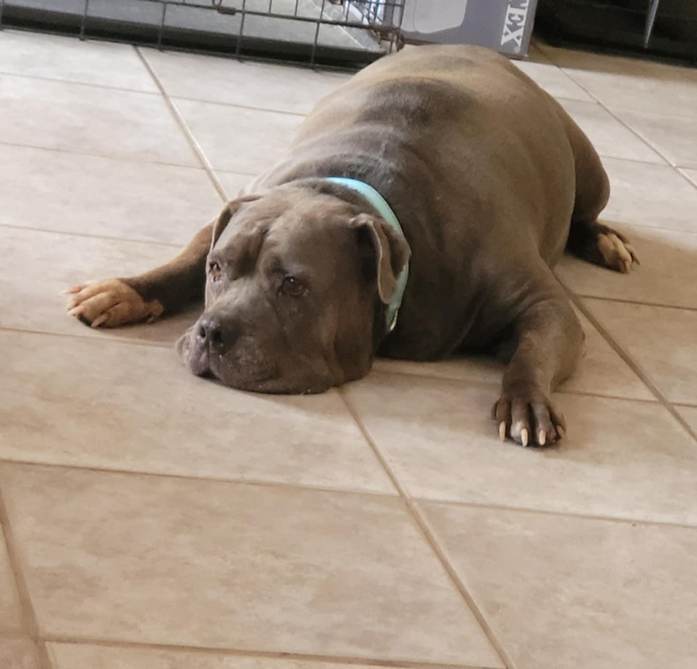 Sassy, an adoptable Bullmastiff in Mico, TX, 78056 | Photo Image 2